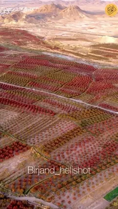 روستای افینِ قائنات، پایتخت زرشک ایران