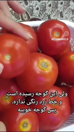 نکات مهم در انتخاب گوجه فرنگی