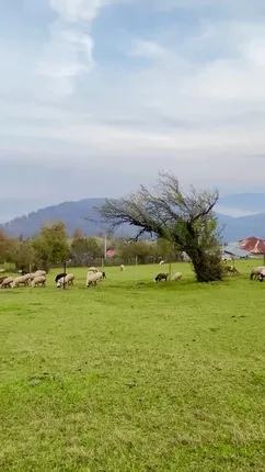 فیلم نمایی از سرسبزی و شکوه طبیعت تالش