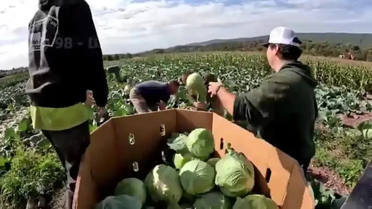 برداشت انگور، کدو، گوجه و ... به روش کشاورزان آمریکایی