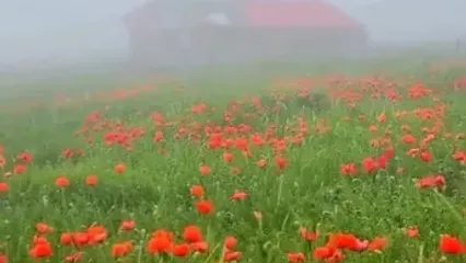 دشت شقایق در سوباتان شهرستان تالش