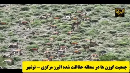 جولان گوزن زرد ایرانی در مازندران