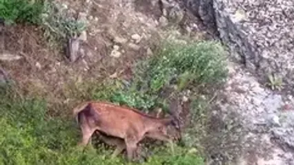 شیر خوردن گوساله مرال از مادرش در جنگل هیرکانی