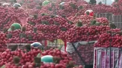 چگونه کشاورزان میلیون ها تن آناناس، موز و میوه اژدها برداشت می کنند؟