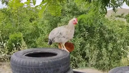 پخت مرغ با سبزیجات روی سنگ به روش بانوی روستایی ارومیه ای