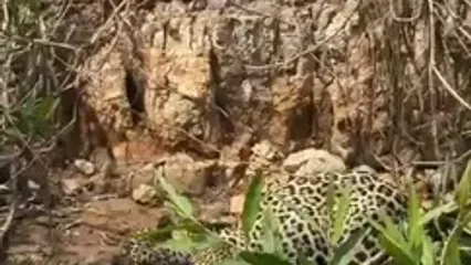 جگوار گرسنه در حال آماده‌سازی تمساح برای ناهار