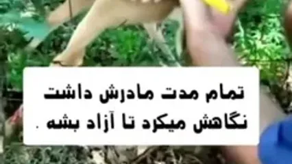 کمک خواستن گوزن از انسان‌ها برای نجات فرزندش