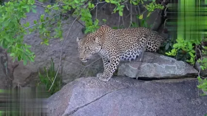 شجاعت پلنگ مادر برای نجات بچه‌هایش از حمله شیر