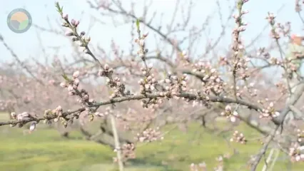 فرآیند کشت و برداشت گران ترین هلوی جهان در ژاپن