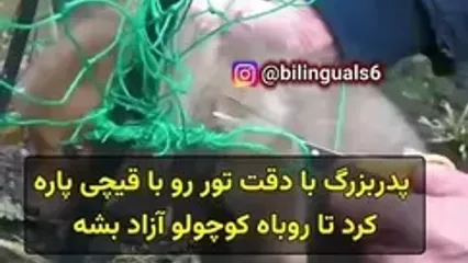 التماس روباه به یک انسان برای نجات فرزند خود!