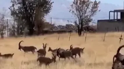 دسته‌های بزرگ بز و کل کوهی در محدوده روستاهای منطقه بارزان