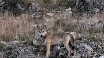 نمایی شگفت‌انگیز از خانواده‌ گرگ‌های خاکستری در جنگل‌های هیرکانی