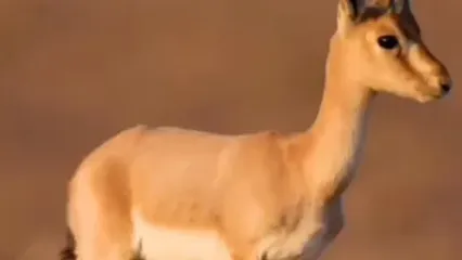 تصاویری از بچه آهویی که دل تان را می برد در پارک ملی کویر مرکزی گرمسار