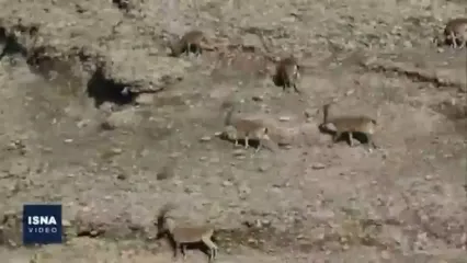 سرشماری جالب پاییزه حیات‌ وحش استان خوزستان