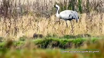 ( ویدئو) مشاهده درنای اوراسیا در گیلان