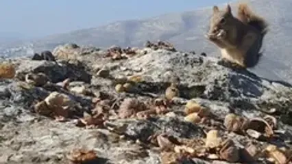 فیلم پذیرایی از سنجاب در ارتفاعات بانه با گردو و فندوق