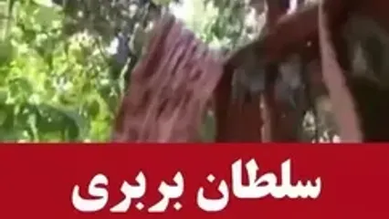 بازداشت سلطان بربری باورنکردنی از خانه این مرد