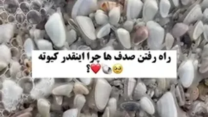 نحوه جالب راه رفتن صدف ها