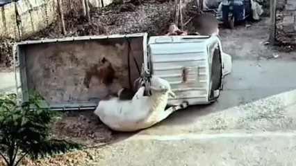 فیلم حادثه وحشتناک هنگام جابه‌جایی گاو