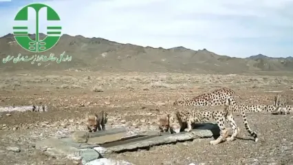 مشاهده پرجمعیت‌ترین خانواده یوز ایرانی در پارک ملی توران