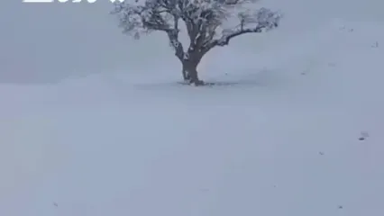 فیلم جادهٔ دشت ارژن شیراز در برف