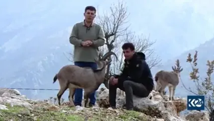 مراقبت عاشقانه اهالی روستایی در کردستان عراق از حیوانات کوهی