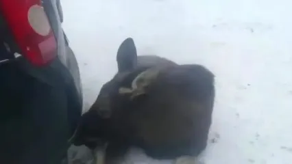 گرمایی که گوزن موس از اگزوز خودرو می‌ گیرد!