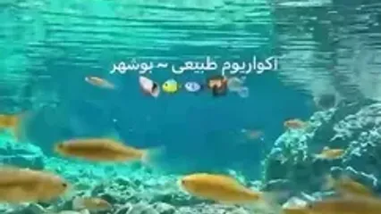 فیلم زیبایی آب رودخانه بوشهر با شفافیت حیرت‌انگیز