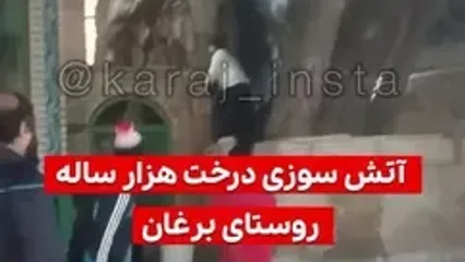 آتش سوزی درخت ۱۰۰۰ ساله برغان