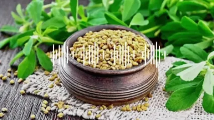 شنبلیله چیست؟