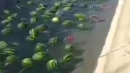 رودخانه هندوانه در بوشهر به راه افتاد!