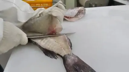 نگاهی به سبک و سیاق پرورش ماهی به شیوه پیشرفته کره ای ها