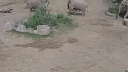 فیلم جذاب از واکنش فیل‌ها هنگام زلزله کالیفرنیا ! چقدر با تفکر هستند !