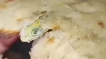 نان سنگک با طعم مارمولک