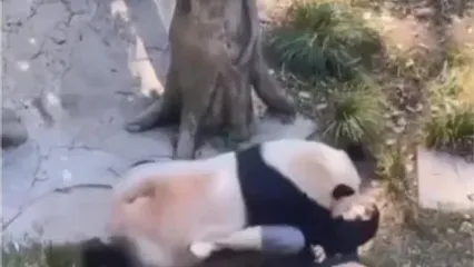 فیلم حادثه حمله پاندا به کارگر باغ وحش