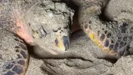ببینید؛ لحظه تخم‌گذاری لاک‌پشت پوزه‌عقابی در قشم