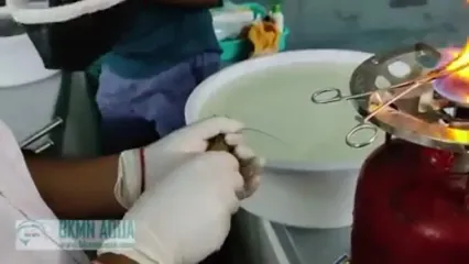 ببینید؛ چرا میگوها رو کور می‌کنند؟!