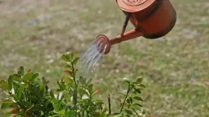 ببینید؛ غذای روستایی در آذربایجان؛ پخت شاه پلو در طبیعت سرسبز روستا