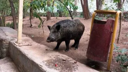حضور عجیب گراز در بیمارستان لواسانی تهران