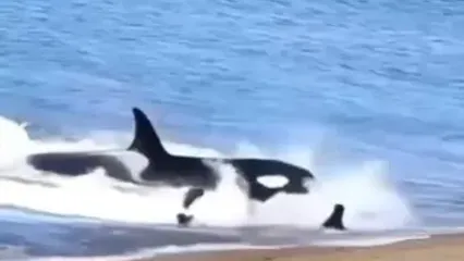 فیلم حمله مرگبار نهنگ قاتل به فوک ها