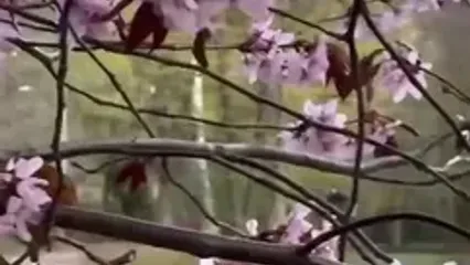 اولین گل‌های ساکورا در سن پترزبورگ / از باغ دوستی تا باغ ویبورگ