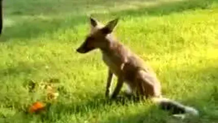 فیلمی جالب از حضور یک روباه در کاخ گلستان!