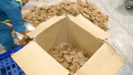 نگاهی به نزدیک به فرآیند پرورش آلپاکا