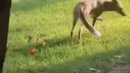 فیلمی جالب از حضور روباه در کاخ گلستان!