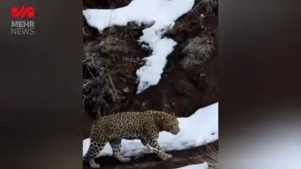 قدم زدن پلنگ زیبای ایرانی در ارتفاعات برفی