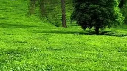 فیلم طبیعت سبز لاهیجان در مزارع چای