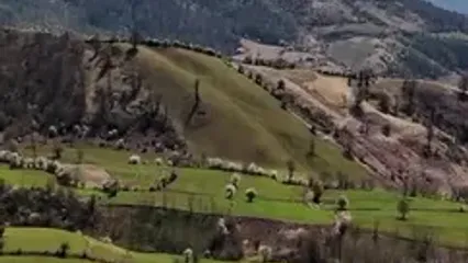 فیلم مناظر سبز مازندران از بالا