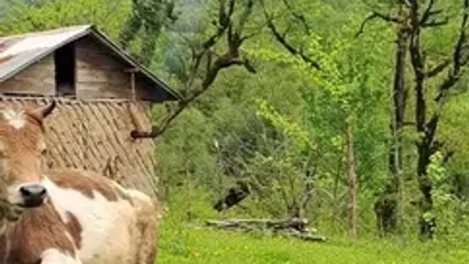 فیلم زیبایی‌های طبیعی رودبار / بهشتی در گیلان