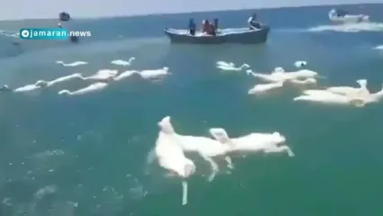 کشتی حامل گوسفند واژگون شد