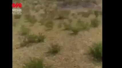 هجوم ملخ‌ها به روستای چاه‌زول شهرستان مرزی خواف در خراسان رضوی